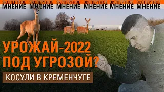 Урожай-2022 под угрозой? Косули в Кременчуге. Экспертное мнение 07.02.2022