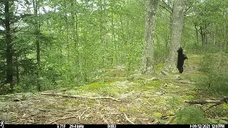 Ridge Top Trail Cam - June - Early October '21