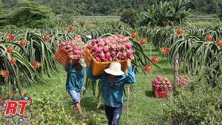 PERTANIAN MODERN BUAH NAGA YANG BERBUAH SEPANJANG TAHUN TANPA MENGENAL MUSIM DI VIETNAM