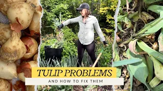 How I'm Controlling Tulip Fire, Fusarium, & Tulip Breaking Virus in my Garden / I.D. Tulip Diseases