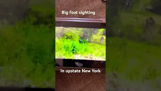 Bigfoot Sighting in upstate New York #wildlife #nature #bigfoot #scary #shorts