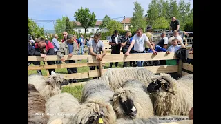 TREĆA IZLOŽBA OVACA U KAMIČANIMA 13 04 2024  kozarac eu, Nijaz Caja Huremović