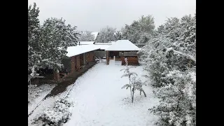 Щенок русского спаниеля впервые увидел снег.