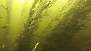 Подводная охота река Нежеголь