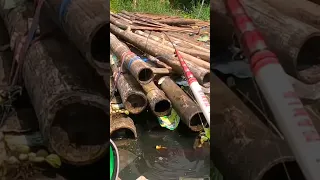 Mancing ikan besar di bawah tumpukan bambu