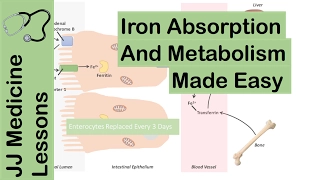 Iron Absorption, Transport, Metabolism and Regulation - Biochemistry Lesson