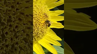 Bee 🐝  on a sunflower 🌻