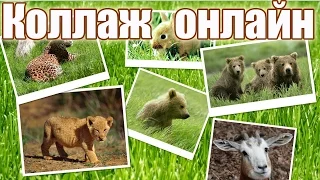 Как сделать коллаж онлайн