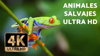 ANIMALES salvajes EN 4K - Con MÚSICA RELAJANTE (Ultra HD)