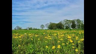 Der Frühling Le Printemps Lied en allemand Voix et piano Par Jean-Charles Bourquin