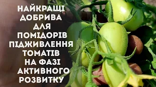 Найкращі добрива для помідорів. Підживлення томатів на фазі активного розвитку. #томат #добрива