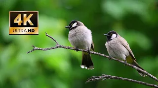 Birds-of-Paradise Project Introduction relaxing birds songs for meditation- beautiful birds worlds