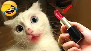 New Funny Animals 😂 Funniest Cats and Dogs Videos 😺🐶 PART 40