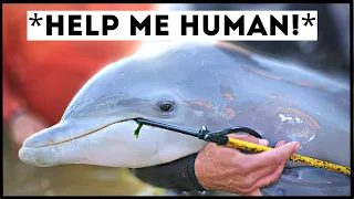 Dolphins That Asked People for Help & Kindness