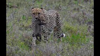 Cheetah moving her 2.5 week old cubs to a new location