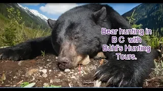 Bear hunting in B C  with Buhl's Hunting Tours.