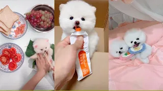 Funny and Cute Pomeranian Videos 🐶😍 Cutest Animals | Cutest Puppies #135