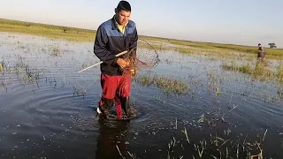 Самая интересная и увлекательная рыбалка. Ловим сазана сачком.