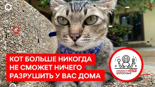 Кот больше никогда не сможет ничего разрушить у вас дома. Новости для Взрослых #24