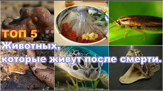 ТОП 5 Животных которые живут после смерти.