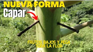 Nuevo Método para CAPAR una Planta de Papaya o Lechosa - Frutos Más Bajos, Pega toda la Flor