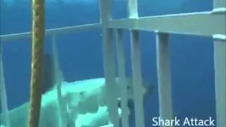 огромная акула ломает клетку SHARK ATTACK CAGE