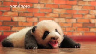 baby panda's cute voice