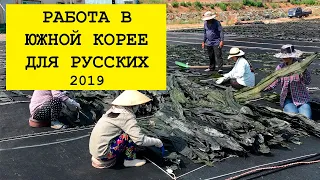 Работа в Южной Корее для русских 2019. Как поехать работать и стоит ли? Инструкция новичкам.