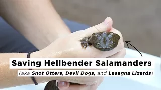 Saving Hellbender Salamanders | Joe's Big Idea | NPR