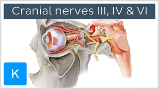 Oculomotor, Trochlear and Abducens Nerves (preview) - Human Anatomy | Kenhub