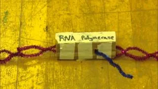 Advanced Biology Central Dogma Stop Motion 2012 #8