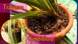 Rinvasare e dividere l'orchidea Cymbidium