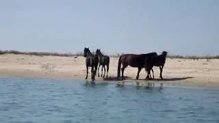 Черное Море дикие лошади Wild horses on an isle Black Sea