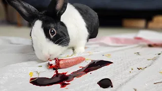 HOW TO STOP YOUR RABBIT FROM BITING