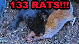Mink and Dogs OBLITERATE 133 Rats!