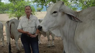 Ganadería Zorrillos María del Rocio Zapata