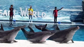 Dolphin show,  Safari World, Bangkok, Full HD