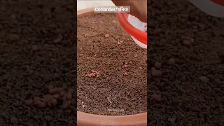 How to grow coriander / dhaniya at home