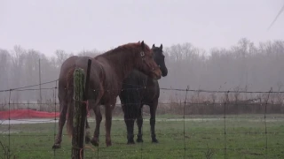 Horses react to thunder after nearby lightning strike