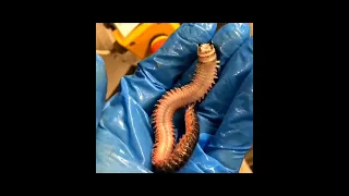 SCREAMING SEA WORM