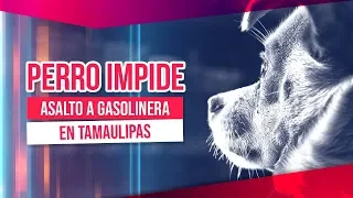 Perro impide asalto en gasolinera en Tamaulipas | Noticias con Francisco Zea