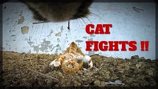 Real cat fights caught with GoPro