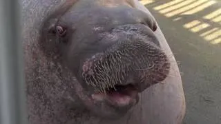 Walrus Burps the Alphabet