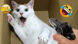 New Funny Animals 😸🐶 Best Funny Dogs and Cats Videos Of The Week😍