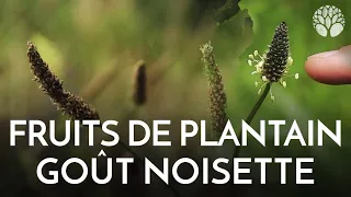 Les fruits de plantain lancéolé (plante sauvage)