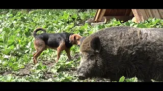 Ogar polski- praca na dziku.