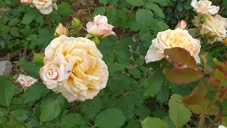 розы Мадам Анизет и Айс фо ю.