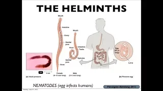 Microbiology of Helminths & Immunity