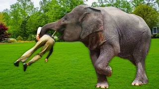 Elephant Recognized Vet Who Saved Him 12 Years Ago, Just Watch What He Did to Him!