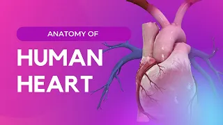 The human Heart - #anatomy : Introduction